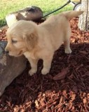 Healthy Males and females Affordable Golden Retriever puppies no
