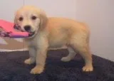 lovely Golden Retriever puppies in their sizes