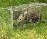 Wildlife Removal Near Me  Wildlife Removal  Tampa FL