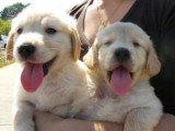 Adorable golden retriever rottweiler puppies For Adoption