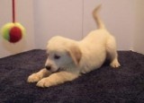 amazing Golden Retriever puppies available