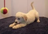 amazing Golden Retriever puppies available