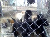 german shepherdhusky wolf puppies