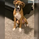 Male Boxer Pup