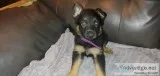 AKC German Shepherds. 6 females 1 male