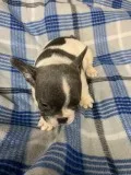 AKC French Bulldog