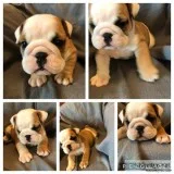 English bulldog puppy