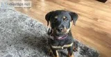 female Rottweiler Very sweet girl