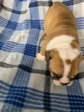 AKC English Bulldog