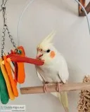 cocaktiel