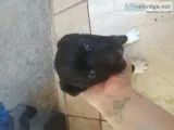 XL pitbull puppies