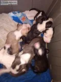 Rehoming 5 Pitt bull puppies