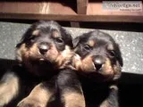 German Rottweiler Puppies