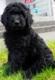 Goldendoodle