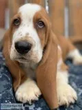 Ckc Basset Hound Puppies