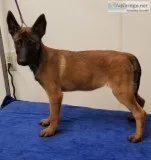 Belgian Malinois