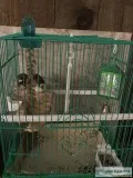 Society finches