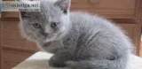 blue british shorthair kitten