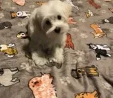Male Maltese Puppy