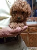poodle toy