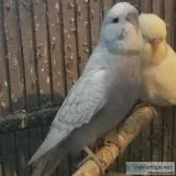 English Budgies ParakeetParakeets