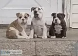 Ioeba olde English bulldogges