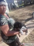 8 weeks old pit puppies