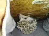 Hedgehog babies