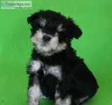 Toy Schnauzer Girls