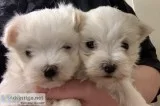 Maltese puppy