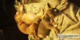 7 week old Pure bred tri bully pitbull puppies