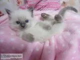 Two very cute Ragdoll kittens...