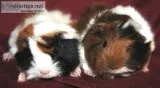Adorable Pedigreed Peruvian Longhaired Female Baby Guinea Pigs