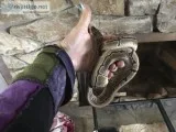 Pinstripe Ball Python w terrarium
