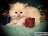 TICA registered Ragdoll kittens...