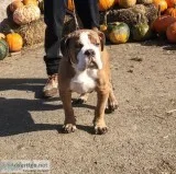 Olde English Bulldogge Puppy