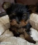 Teacup Yorkie