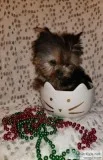 Tiny Tiny Yorkie