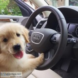 Golden Retriever puppies for new homes