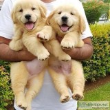EXCELLENT MALE AND FEMALE GOLDEN RETRIEVER PUPPIES FOR XMAS