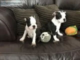 Stunning Boston Terrier Pups available(2183809108 )