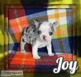 Joy Female Frenchton