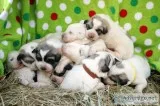 Great Pyrenees Puppies
