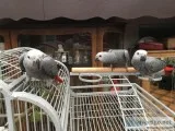Adult and baby macaw parrots for sale