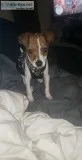 Rat terrier pup missing