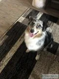 Australian Sheppard male.