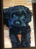 Miniature Cockapoo puppies