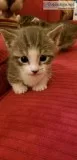 Munchkin Kittens