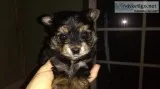 Yorkie baby for Christmas