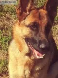German shepherd